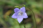 Harebell